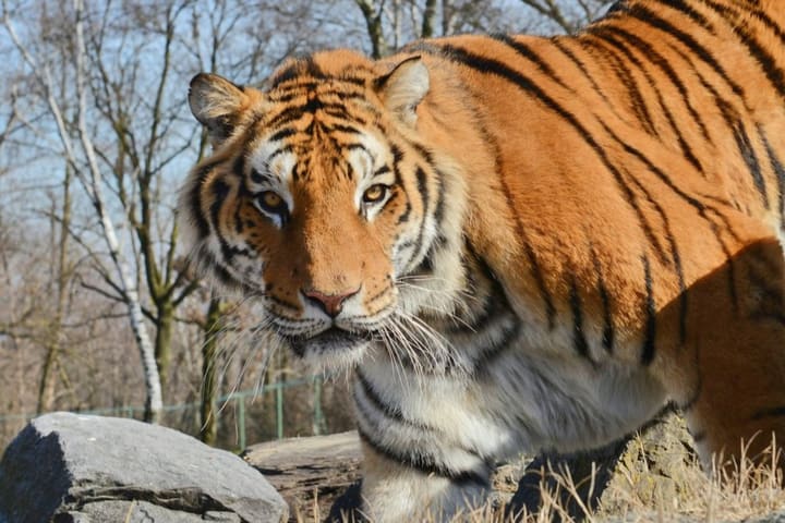 Tiket Pombia Safari Park