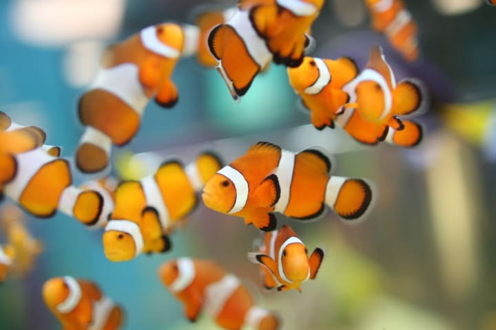 Tiket Ripley's Aquarium of Canada di Toronto