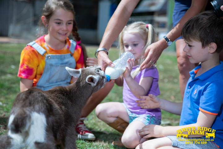 Animal Farm Experience di Brisbane