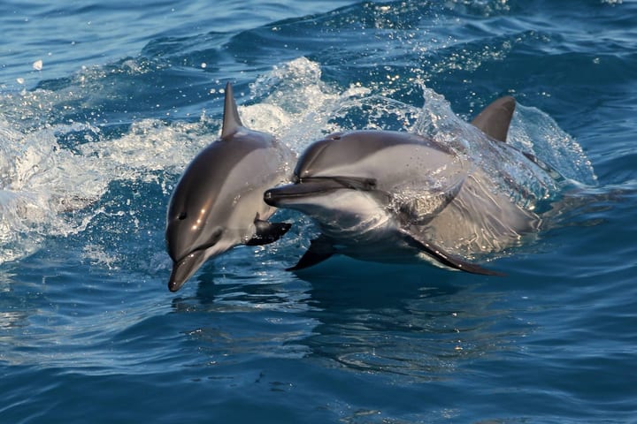 【Hualien Whale Watching】Dolomann Ocean Whale Watching Guided Tour Experience