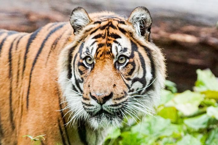 ZSL London Zoo Ticket