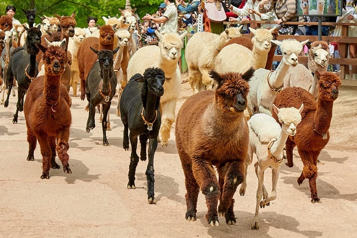 Alpaca World & Nami Island & Nearby Spots 10-Hour Private Tour