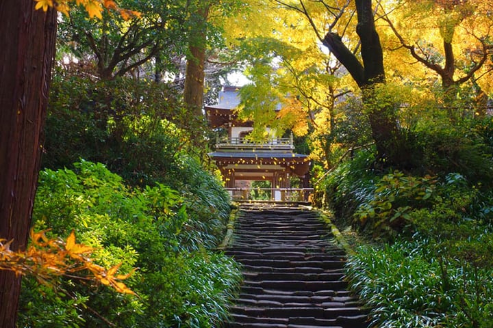 镰仓禅宗寺庙 & 花园私人游（含政府认证导游）
