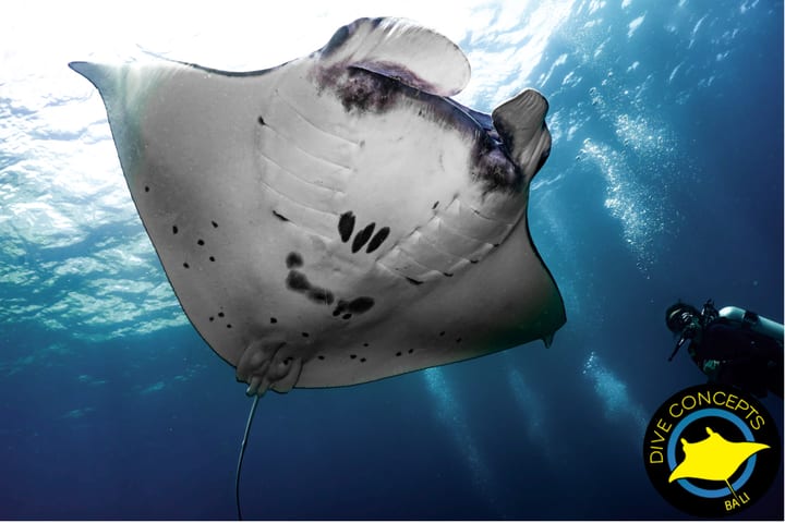Scuba Diving and Open Water Course in Lembongan by Dive Concepts