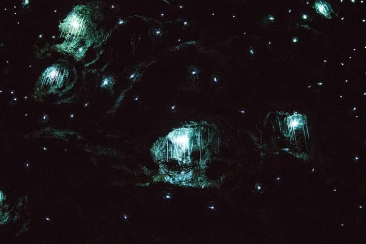 黄金海岸蓝光虫夜游（中文导览）