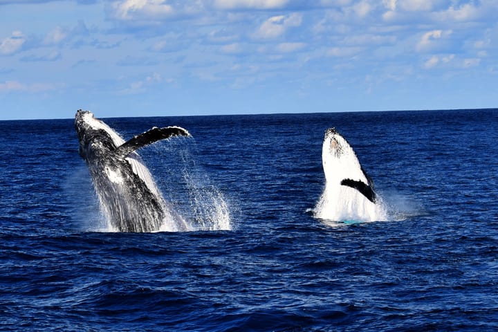 Brisbane Whale Watching Experience