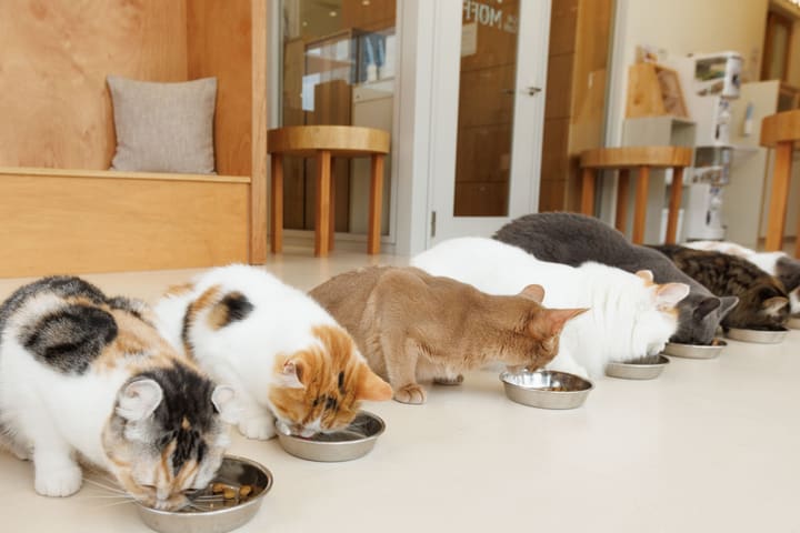 Cat Cafe MOFF SHIMINT HIROSHIMA