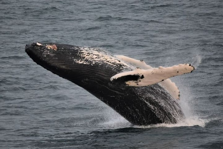Whale Watching Experience from Reykjavik