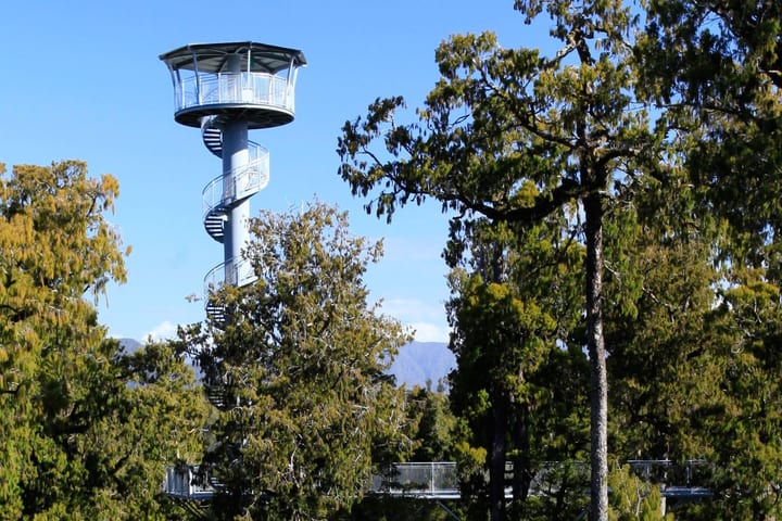 West Coast Tree Top Tower Ticket
