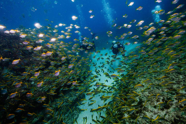 黄金海岸Wonder Reef潜水体验