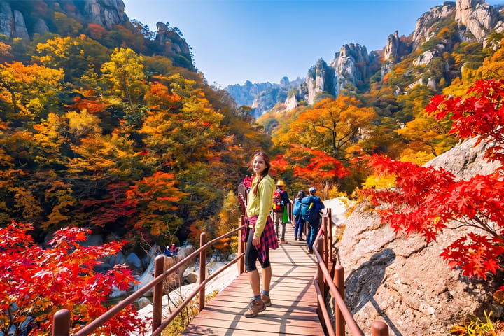 南怡岛、雪岳山与羊驼季节限定之旅
