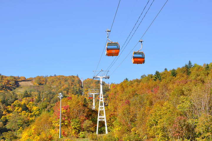 Hoheikyo Electric Bus & Sapporo Kokusai Autumn Leaves Gondola (Round Trip)