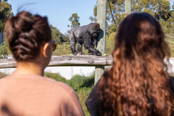 纽西兰 Orana Wildlife Park 野生动物园门票