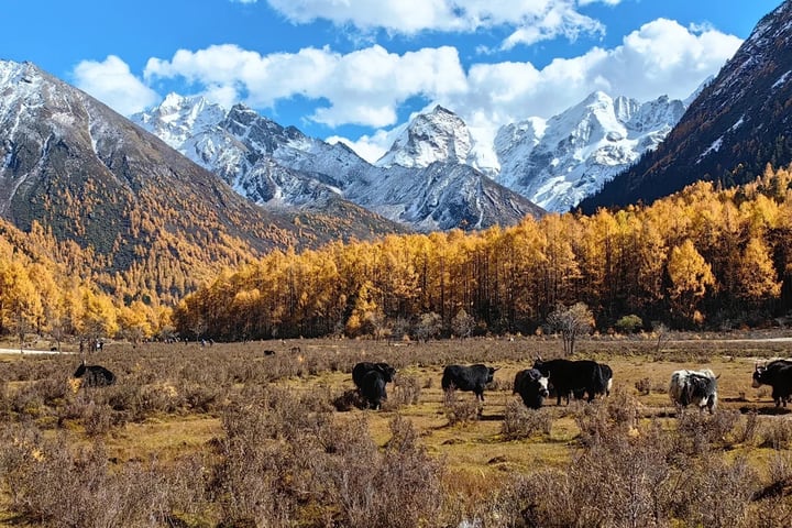 Tur Sehari Gunung Siguniang Chengdu + Lembah Shuangqiao (opsional pemotretan perjalanan)