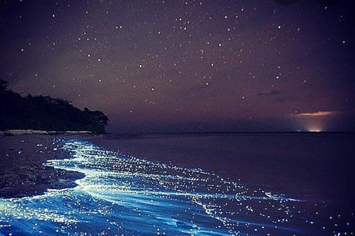 Bioluminescence Clear Kayak atau Paddleboard Tour di Titusville