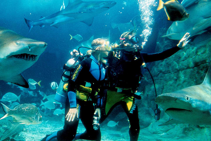SEA LIFE Melbourne Aquarium Shark Dive Xtreme Experience