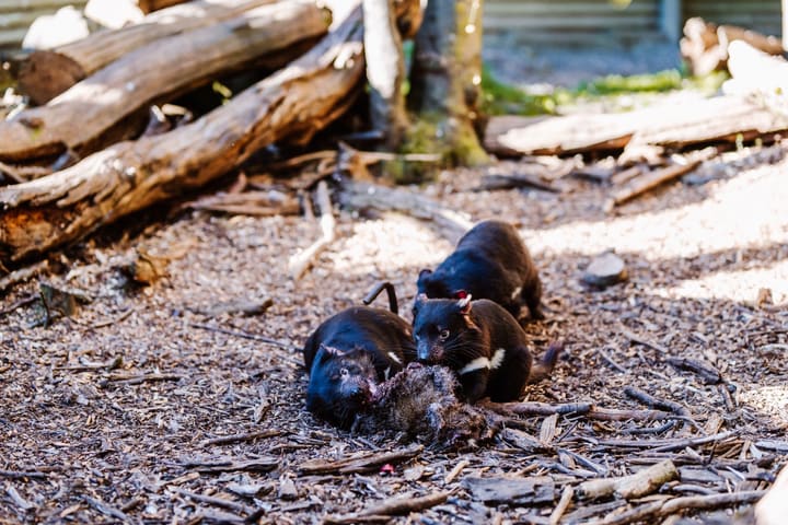Devils at Cradle Day and Night Animal Feeding Tour