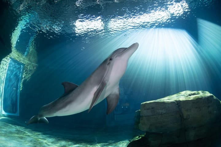 Clearwater Marine Aquarium Ticket
