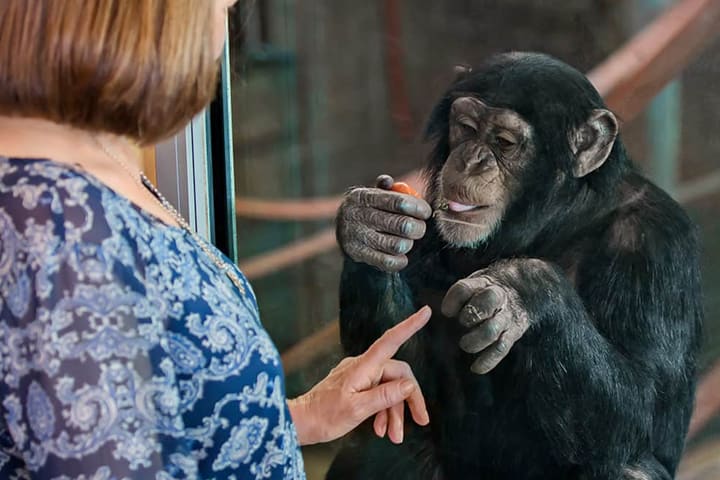Monarto Safari Park动物管理员体验一日