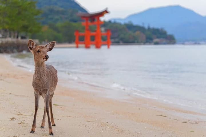 1-Day Miyajima Tour: One of Japan’s Most Scenic Spots