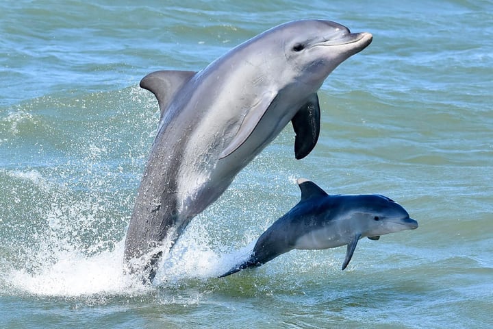 Mandurah Dolphin Cruise and Views Guided Tour