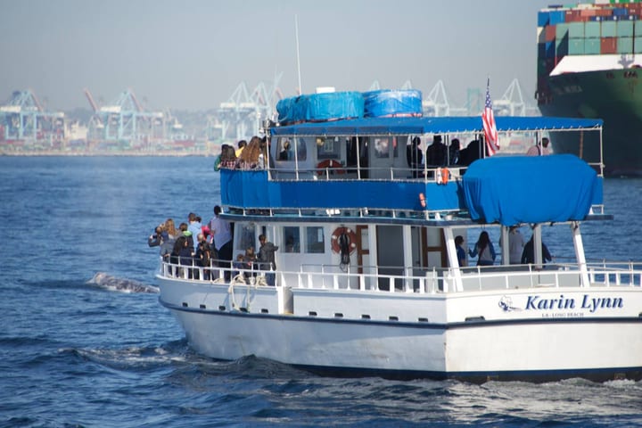 长滩出发的海洋野生动物探险之旅：观鲸及海豚