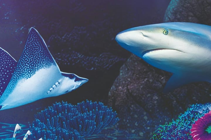 西班牙贝纳尔马德纳海洋生物水族馆门票