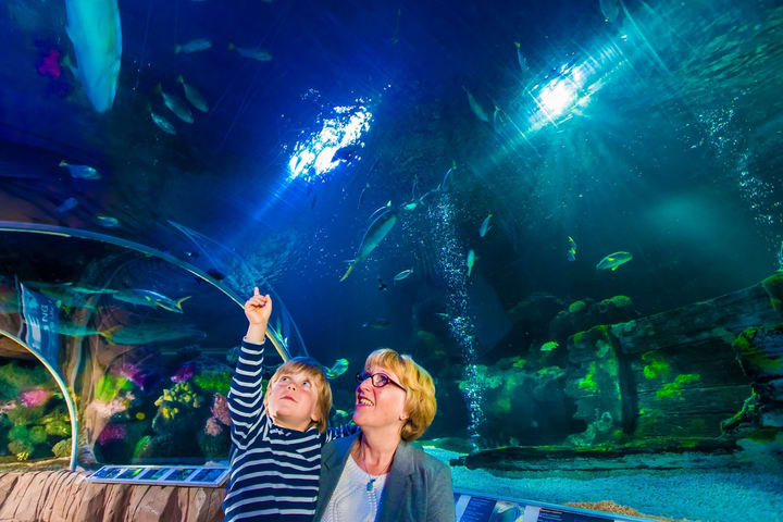 蒂门多尔费尔斯特兰德 SEA LIFE 水族馆门票