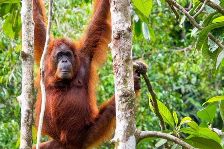 Semenggoh Wildlife Centre Half Day Trip from Kuching