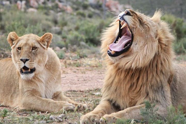 Cape Town Full Day Safari