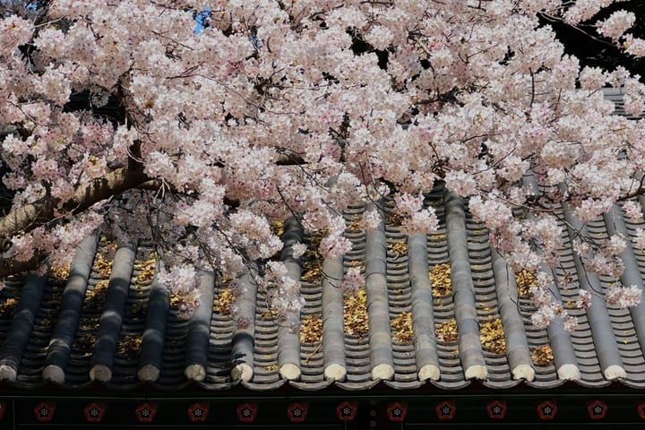 Jeju Small Group Cherry Blossom Tour & Women Divers Show
