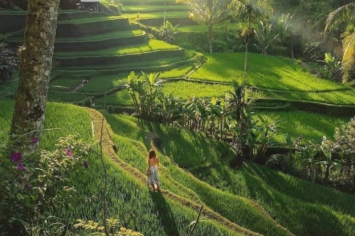 Tur Sehari Private Terbaik di Ubud dengan Pertunjukan Tari Kecak