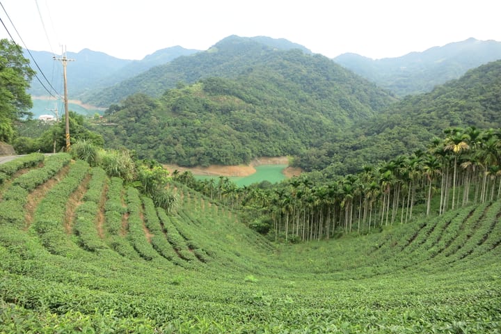 Tur Sehari Budaya Teh Taipei | Pengalaman Upacara Minum Teh di Kebun Teh Lokal・Kereta Gantung Maokong