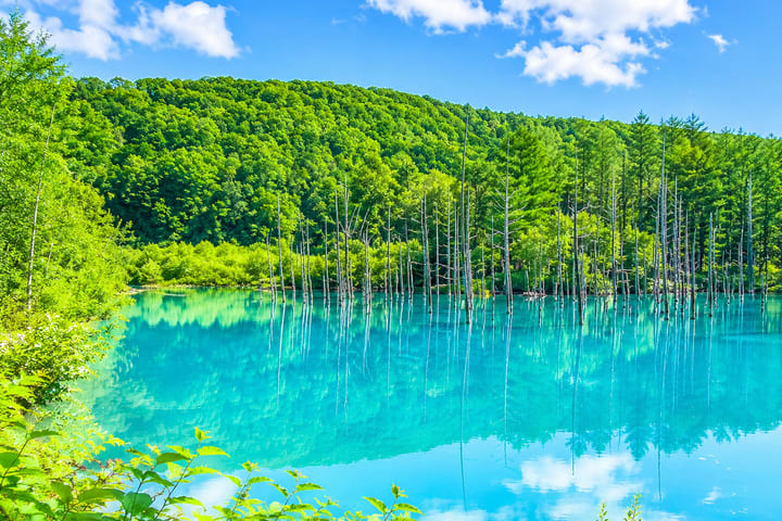 Asahiyama Zoo & Farm Tomita Full-Day Nature Tour
