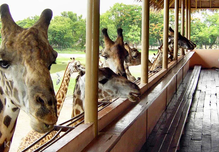 buy bangkok safari world tickets online and meet exotic animals klook singapore