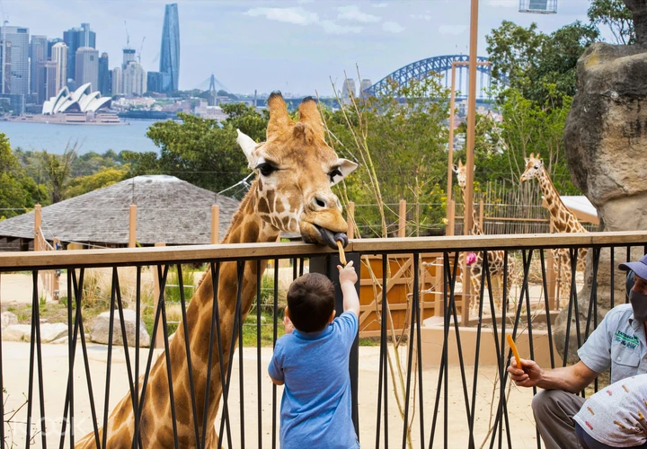 入手困難】パンフレット オーストラリア タロンガ動物園 シドニー