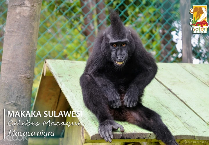 Safari Lagoi And Ecofarm Ticket In Bintan Klook Singapore