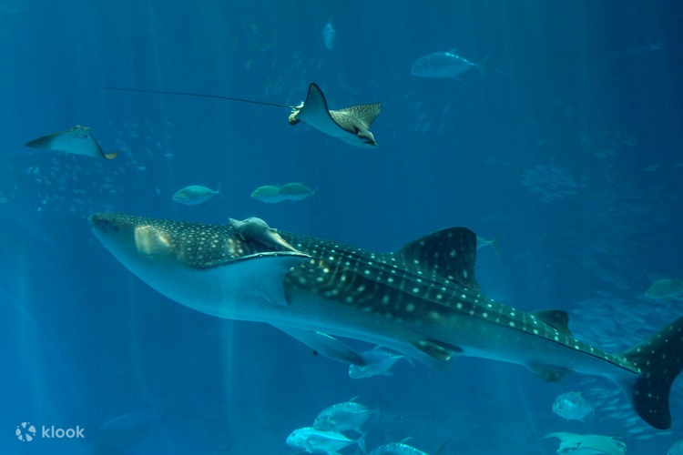 沖繩必去 沖繩美麗海水族館門票 Klook 客路