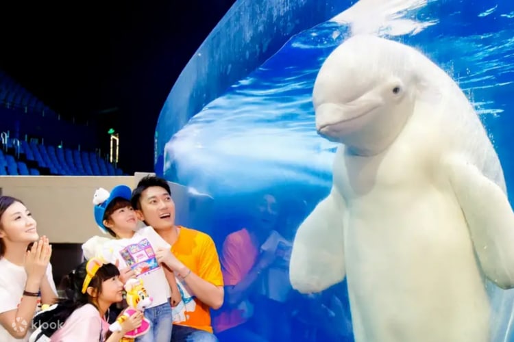 Chimelong Ocean Kingdom Ticket in Zhuhai with Meal Coupon ...