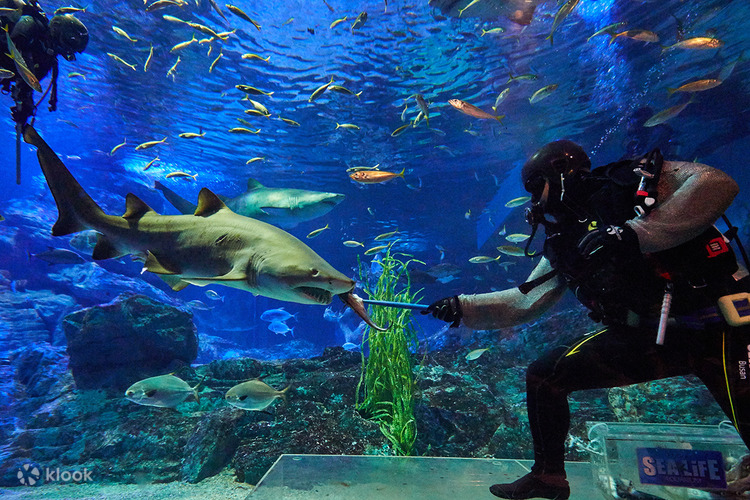 SEA LIFE Aquarium Admission Ticket - Klook Malaysia