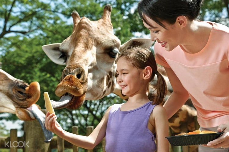 Buy Singapore Zoo Tickets Online World Famous Open Concept Zoo Klook Us