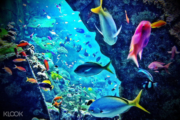dubai aquarium and underwater zoo
