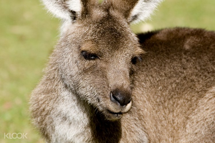 Australia Zoo General Admission Ticket Sunshine Coast Australia