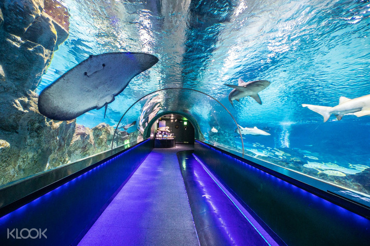 Tiket Masuk Coex Aquarium Seoul Korea Klook