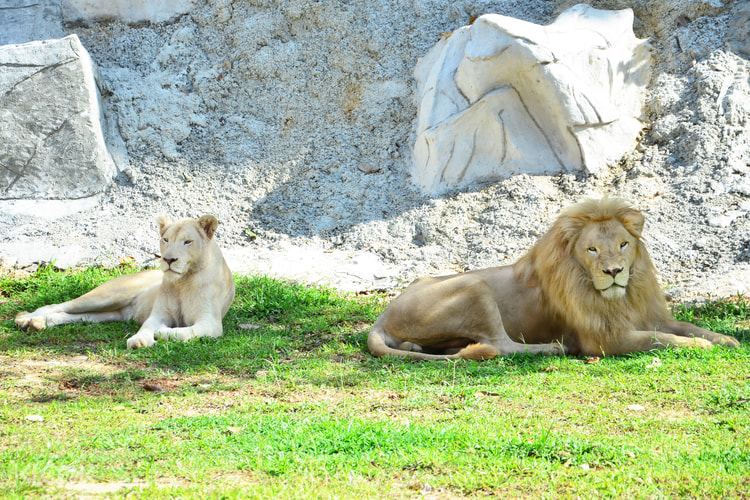 Kuala Lumpur Bukit Gambang Safari Park Klook