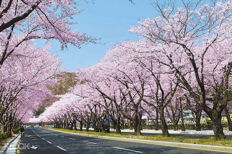 Philippines cherry blossoms