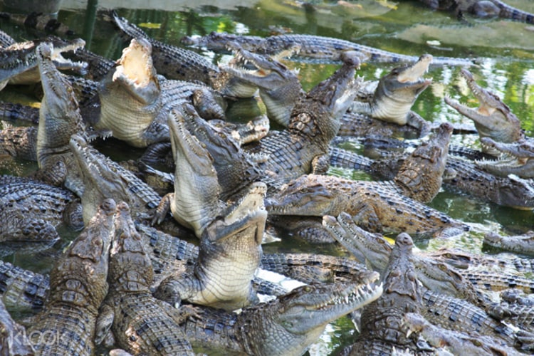 Tiket Masuk Zoobic Safari Di Subic Dari Manila Filipina