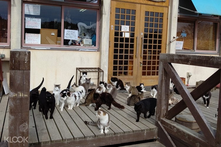 Tashirojima Cat Island Day Trip Klook Us