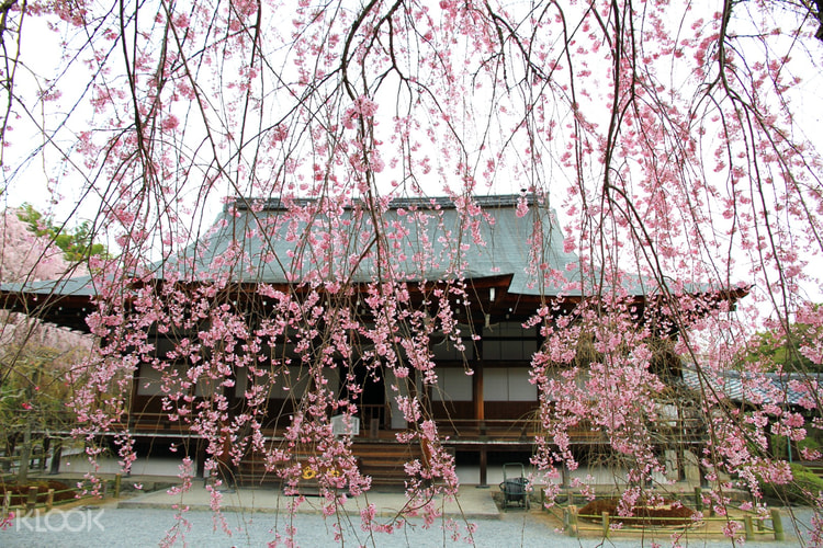 京都仁和寺 天龙寺 岚山 北野天满宫 平野神社 平安神宫赏樱一日游 Klook客路