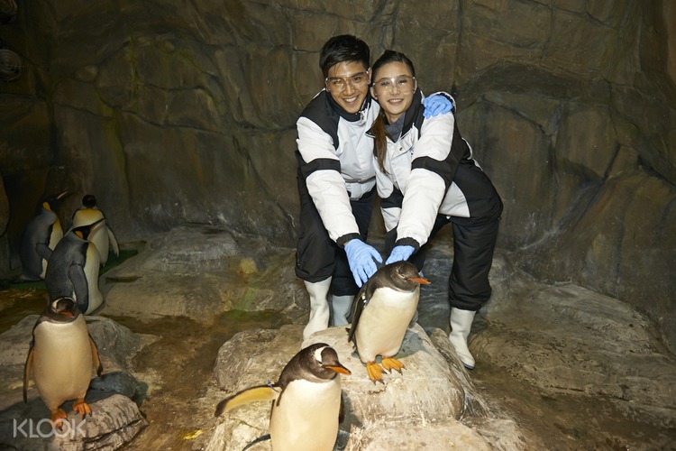 海洋公园企鹅家里作客 Klook客路中国